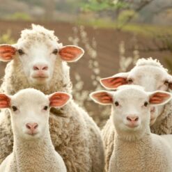 MOUTON